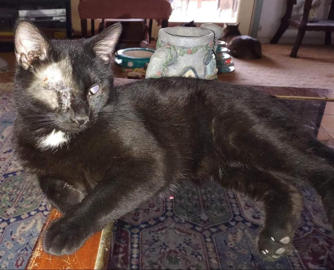 Josie Cat: Not at the Shelter: Sponsored, an adoptable Domestic Short Hair in Rustburg, VA, 24588 | Photo Image 1