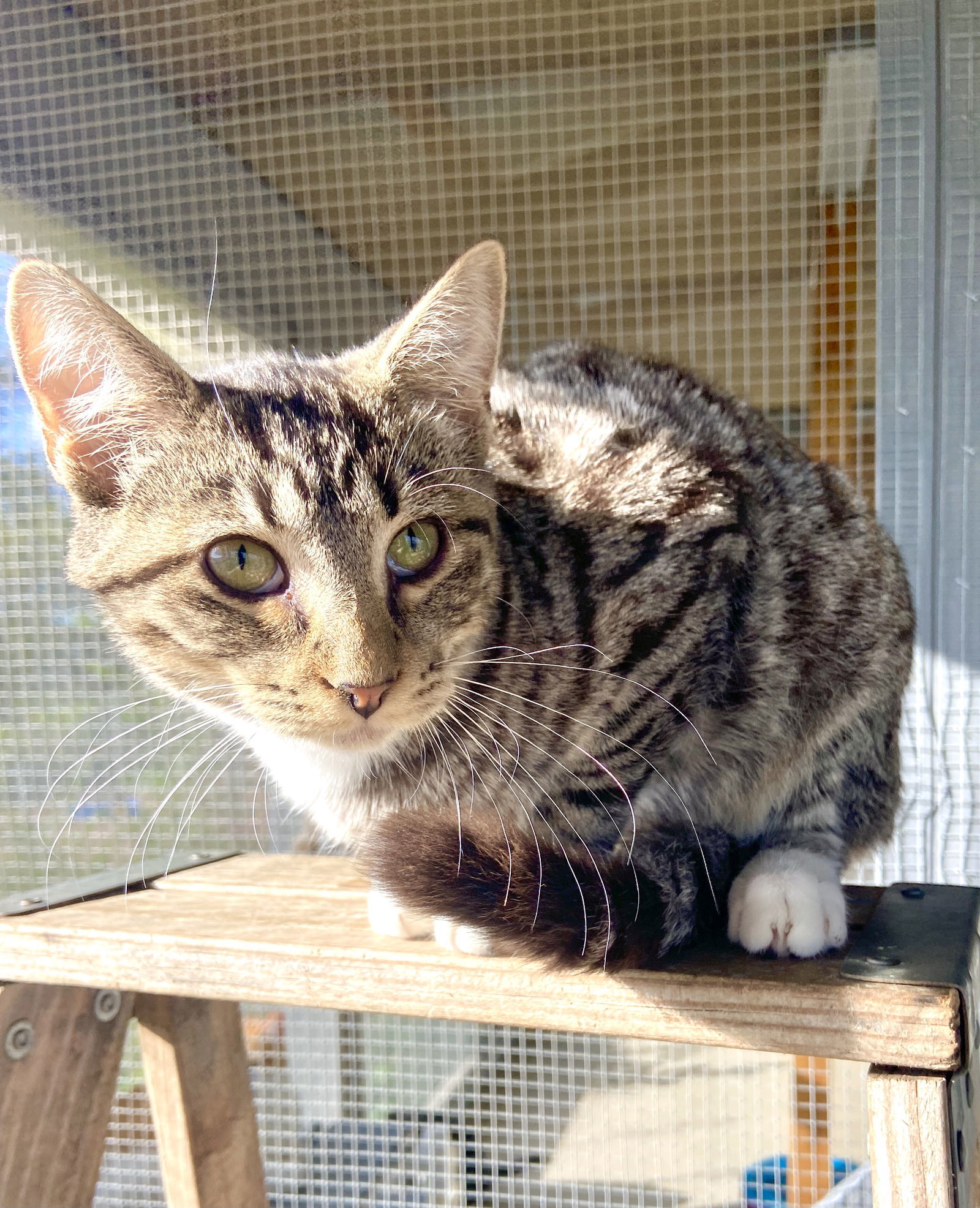 Lizzy, an adoptable Domestic Short Hair in Estherville, IA, 51334 | Photo Image 1