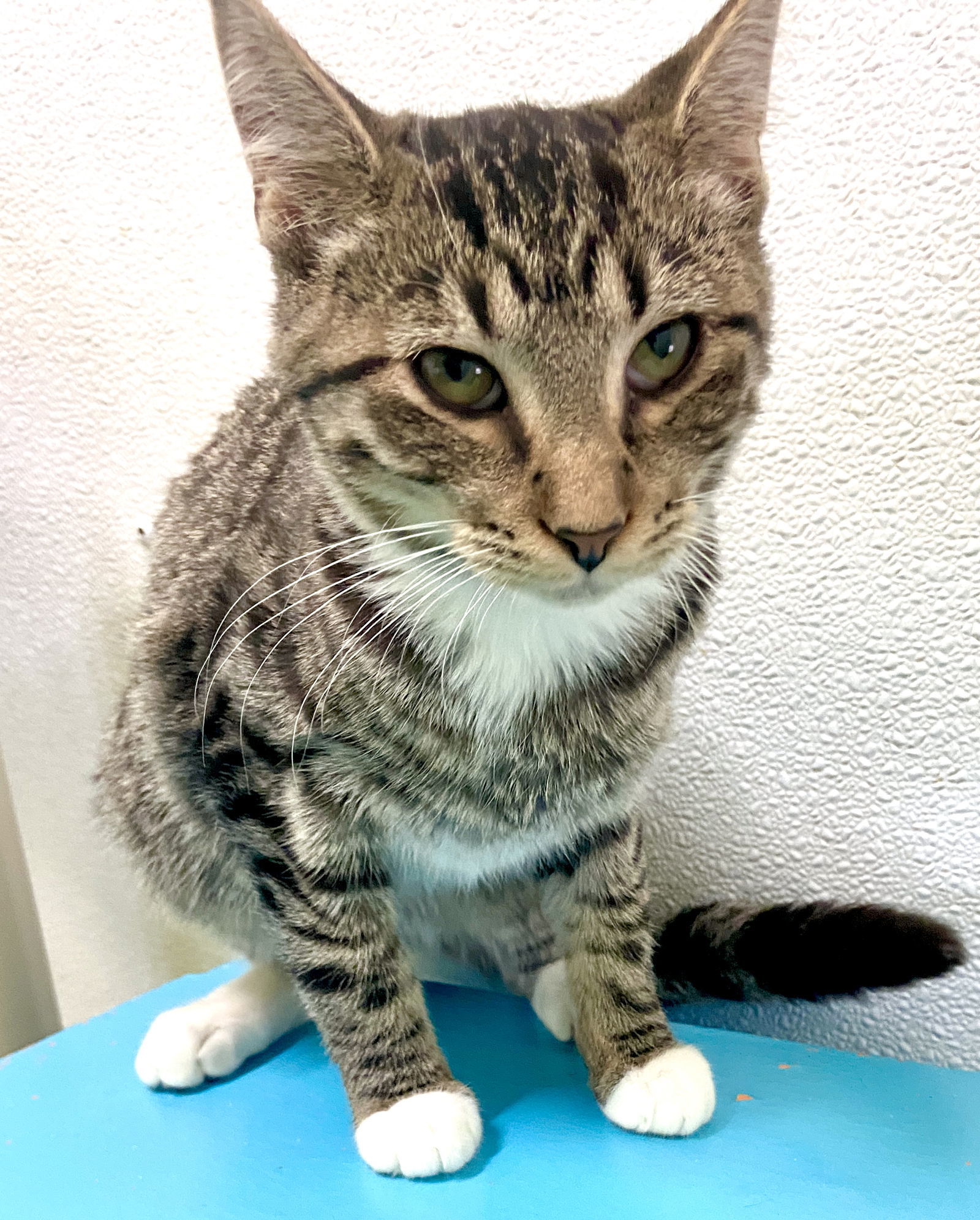 Lizzy, an adoptable Domestic Short Hair in Estherville, IA, 51334 | Photo Image 2