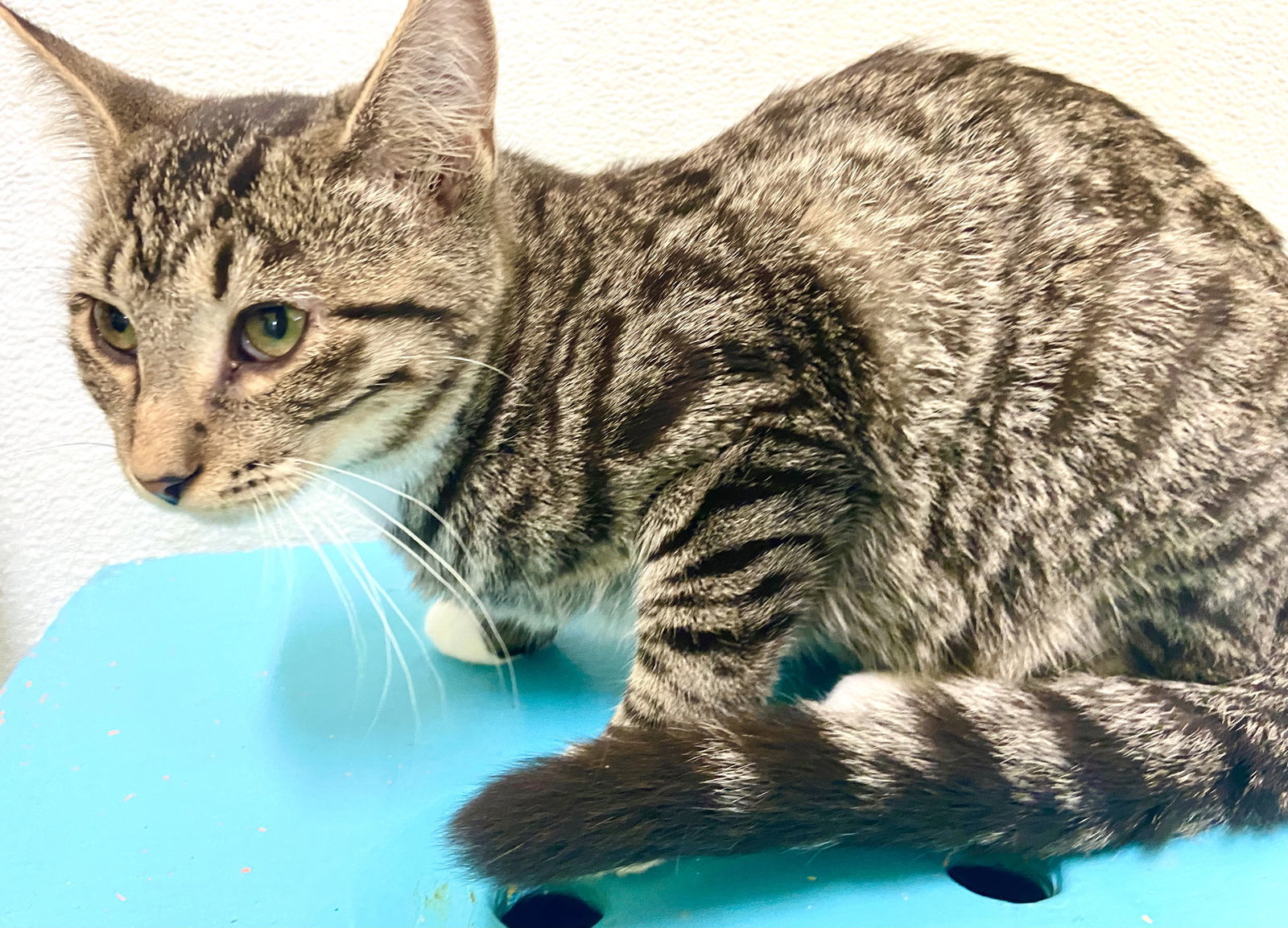 Lizzy, an adoptable Domestic Short Hair in Estherville, IA, 51334 | Photo Image 3