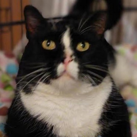 Jet, an adoptable Domestic Short Hair in Zimmerman, MN, 55398 | Photo Image 2