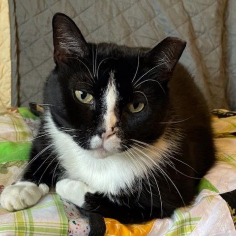 Jet, an adoptable Domestic Short Hair in Zimmerman, MN, 55398 | Photo Image 4