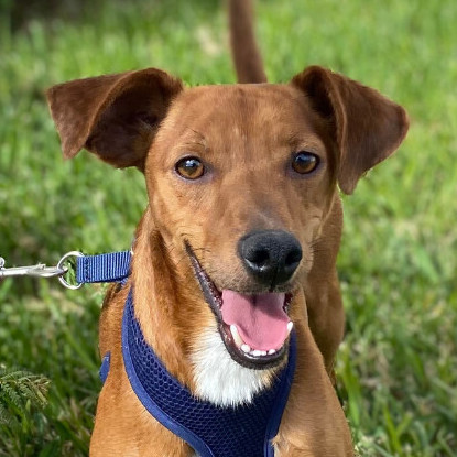 vizsla greyhound