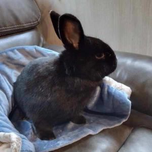 Meet Boba the adorable male black rabbit looking for a loving forever home Boba is a gentle and af
