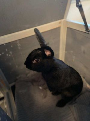 Meet Olive a charming black rabbit with a heart of gold Olive is a quiet and introspective little 