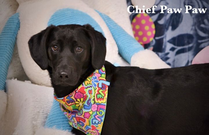 Chief Paw Paw, an adopted Black Labrador Retriever Mix in Sevierville, TN_image-1