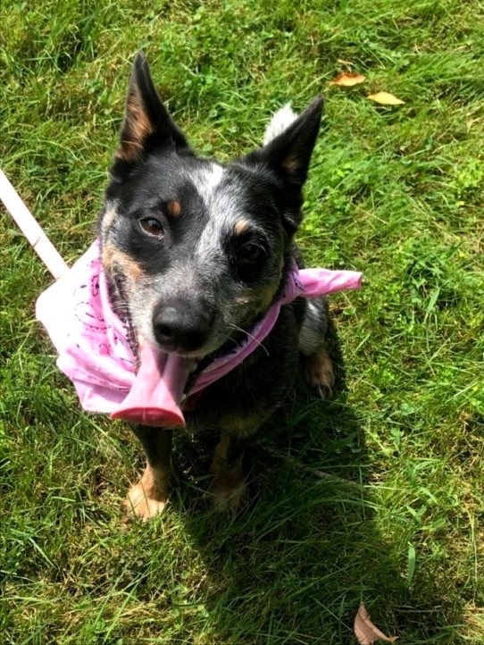 Dog for adoption - Hachi, an Australian Cattle Dog / Blue Heeler Mix in  Portland, OR