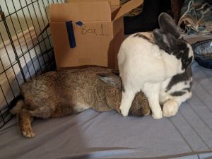 Meet Acorn and Ume a delightful duo of bonded bunnies who are looking for their forever home These