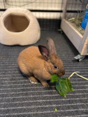 Meet Fig the lively and cheerful bunny who is sure to brighten up your day with her boundless energ