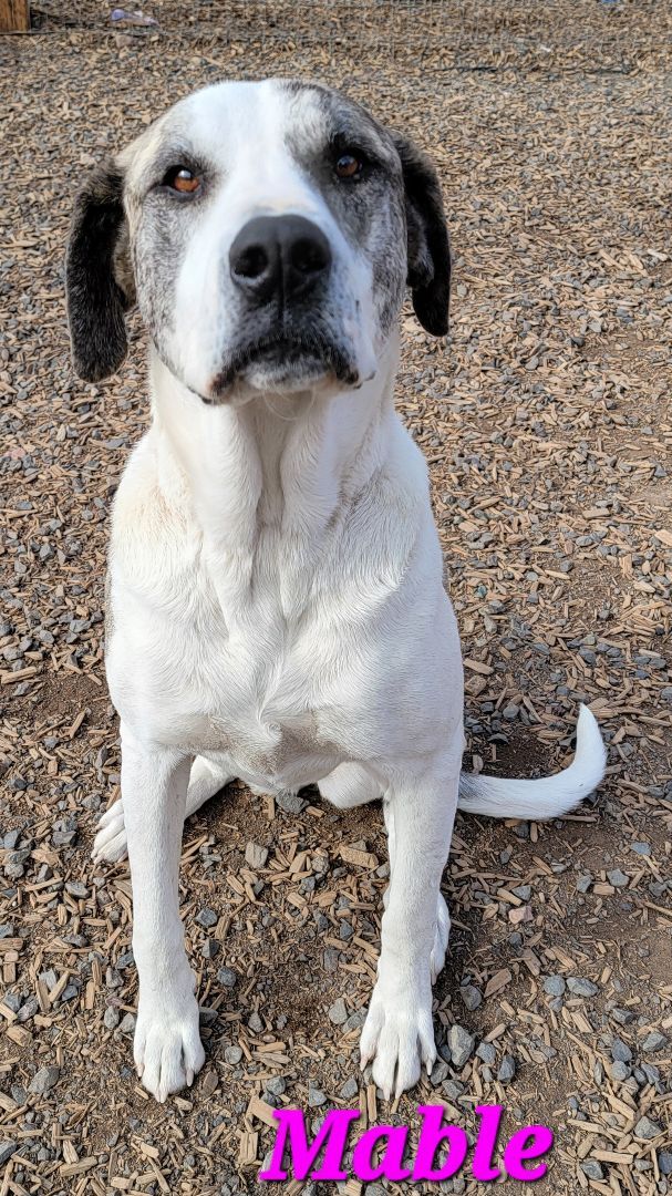 Mable PUPDATE 3