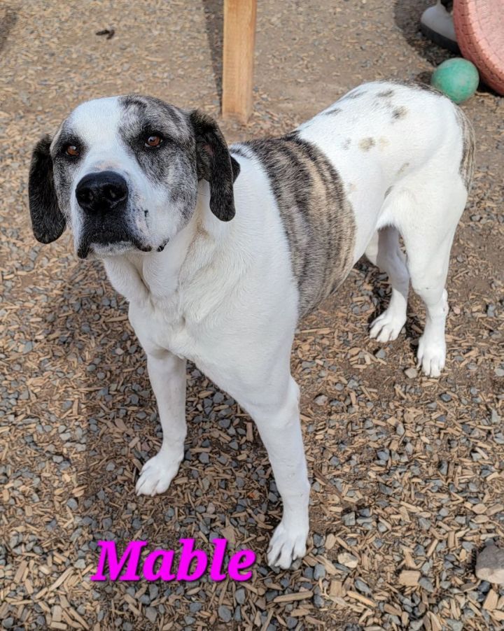 Mable PUPDATE, an adopted American Bulldog & Great Dane Mix in Madras, OR_image-4