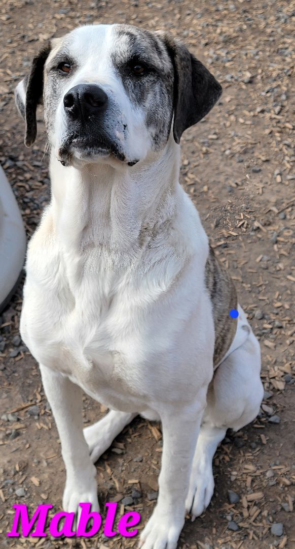 Mable PUPDATE, an adopted American Bulldog & Great Dane Mix in Madras, OR_image-1