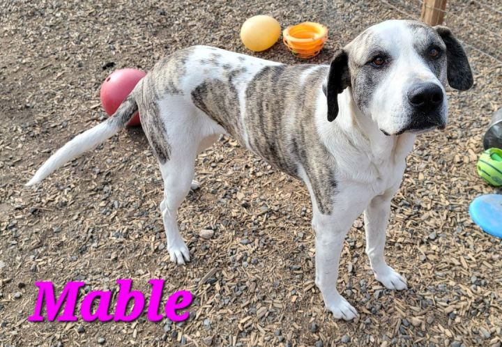 Mable PUPDATE 6