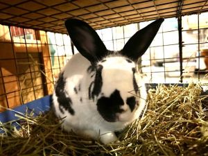 Meet Nevis a charming black and white rescue rabbit who is looking for his forever home This hands