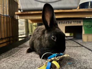 Meet Tara the adorable black baby rabbit who is looking for her forever home This little cutie was