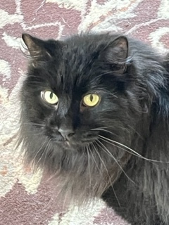 Bubba 1