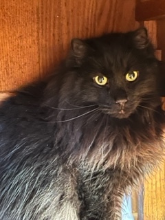 Bubba, an adopted Domestic Long Hair in Cincinnati, OH_image-2