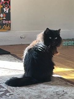 Bubba, an adopted Domestic Long Hair in Cincinnati, OH_image-3