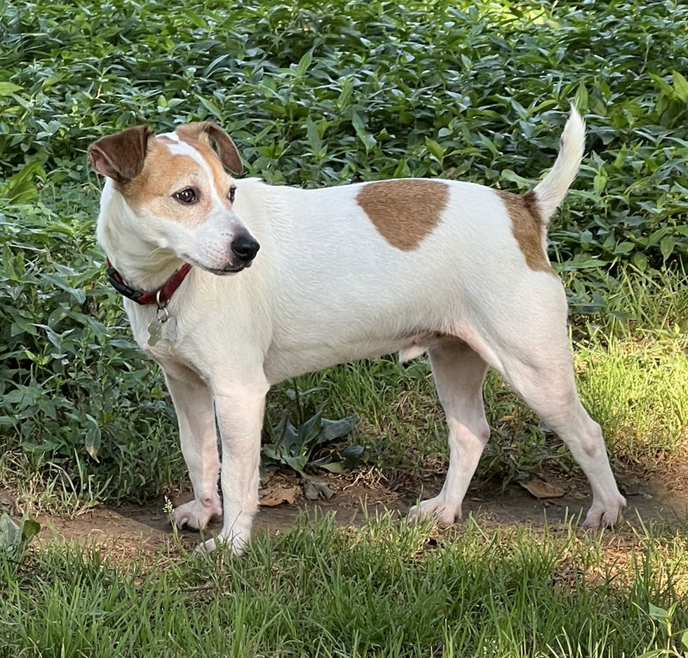 Rocket *, an adoptable Parson Russell Terrier in Columbia, TN, 38401 | Photo Image 1