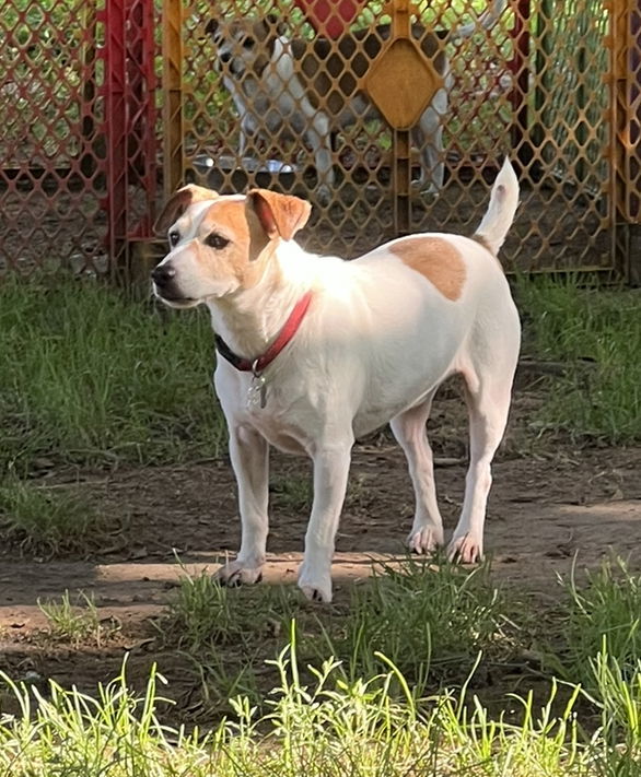 Rocket *, an adoptable Parson Russell Terrier in Columbia, TN, 38401 | Photo Image 2