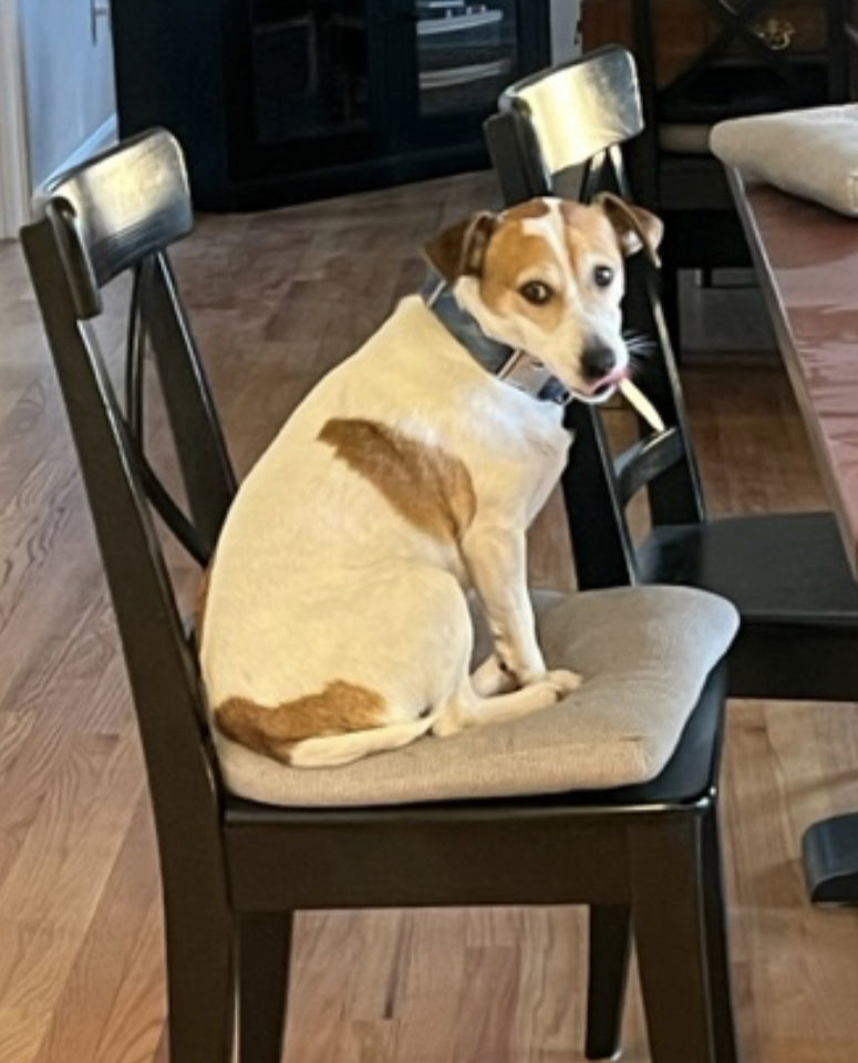 Rocket *, an adoptable Parson Russell Terrier in Columbia, TN, 38401 | Photo Image 3