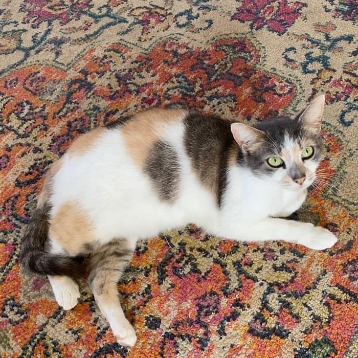 Marnie , an adopted Dilute Calico & Calico Mix in Kentwood, MI_image-1
