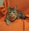 Tabitha