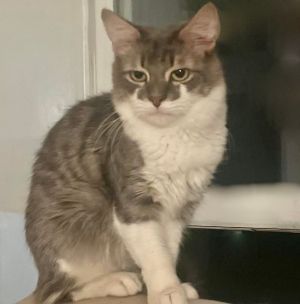 Luca