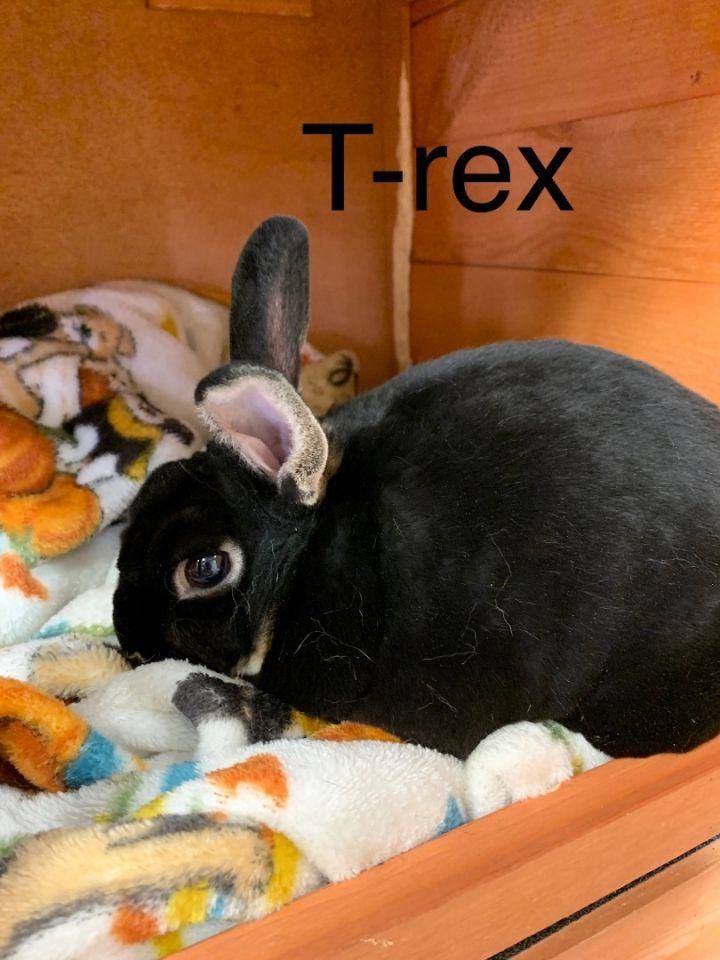 T-rex, an adopted Mini Rex in Ridgely, MD_image-2