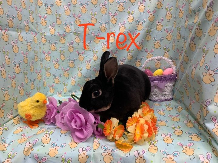 T-rex 1