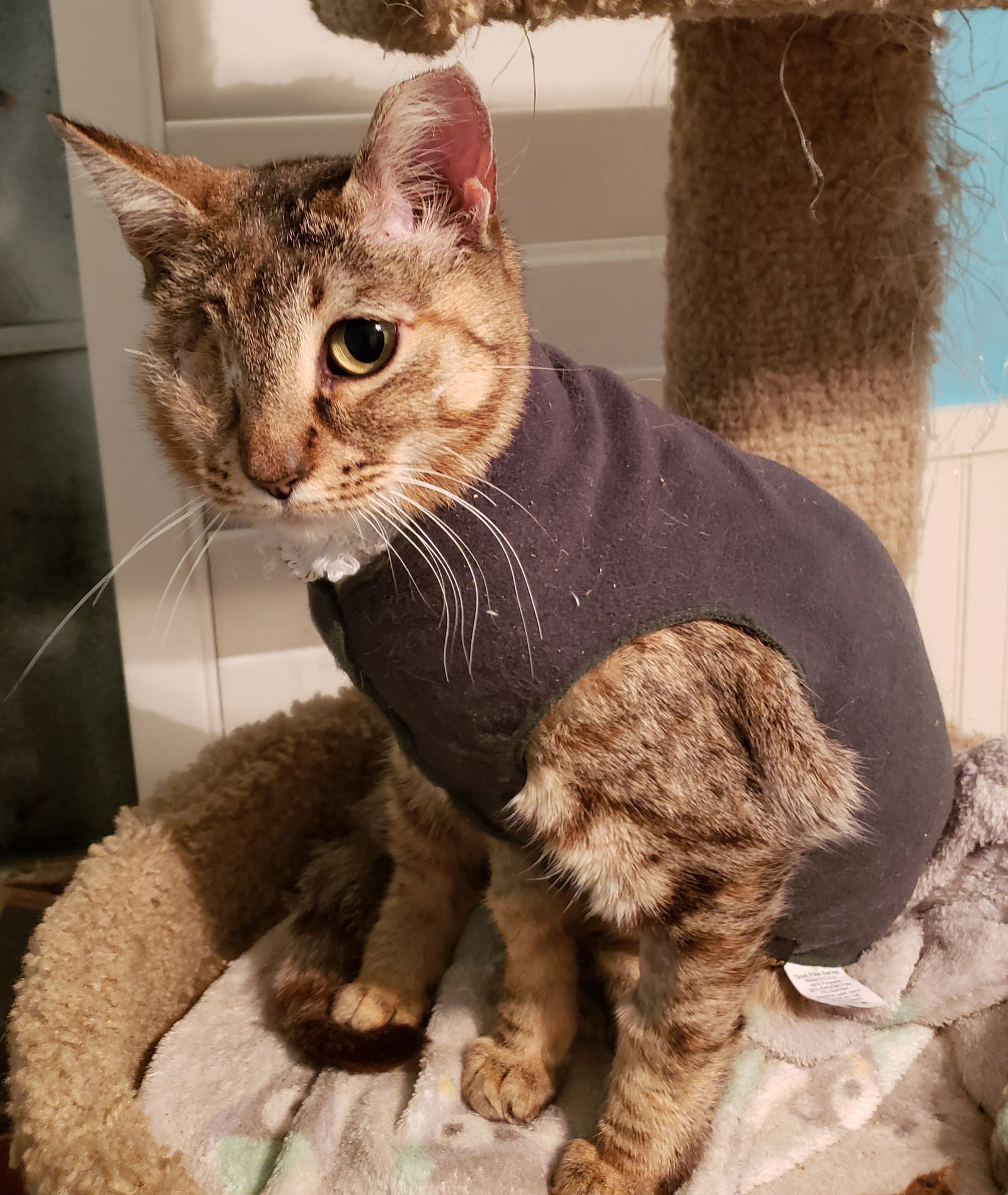 Sandy, an adoptable Domestic Short Hair in Plano, TX, 75026 | Photo Image 1