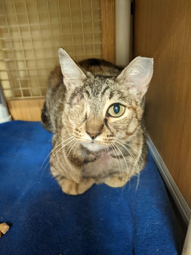 Sandy, an adoptable Domestic Short Hair in Plano, TX, 75026 | Photo Image 2