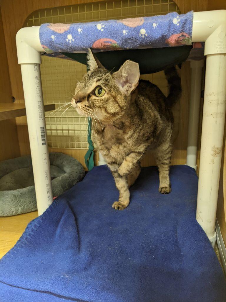 Sandy, an adoptable Domestic Short Hair in Plano, TX, 75026 | Photo Image 3