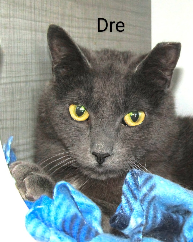 Dre, an adoptable Domestic Short Hair in Leonardtown, MD, 20636 | Photo Image 1