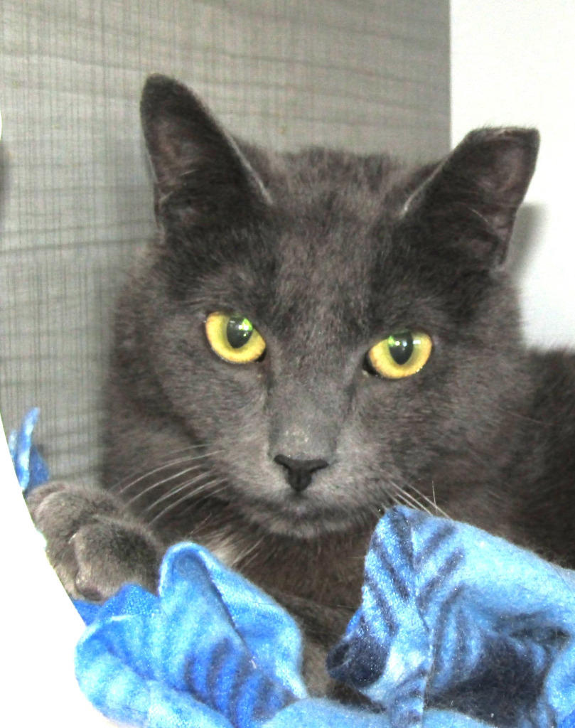 Dre, an adoptable Domestic Short Hair in Leonardtown, MD, 20636 | Photo Image 2