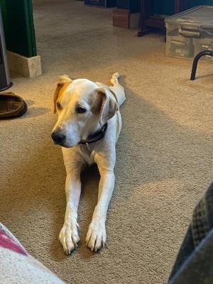 Peanutbutter, Adult Male Spaniel