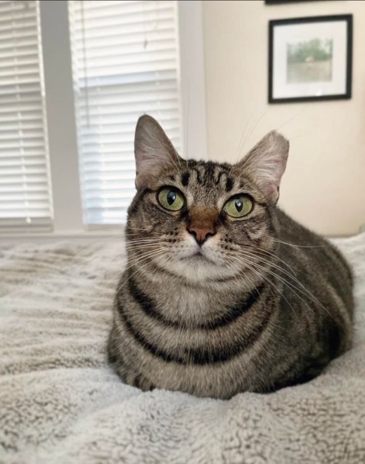 Cat for adoption Willow, a Domestic Short Hair in Orlando, FL Petfinder