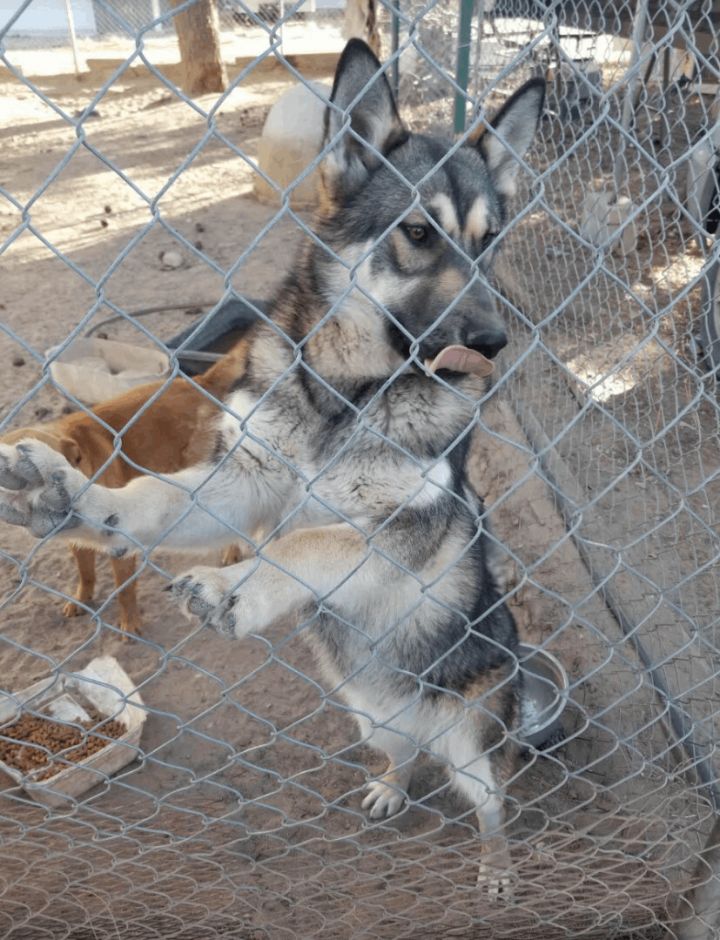 Bear and Milo, an adoptable German Shepherd Dog & Husky Mix in Williamsburg, NM_image-1