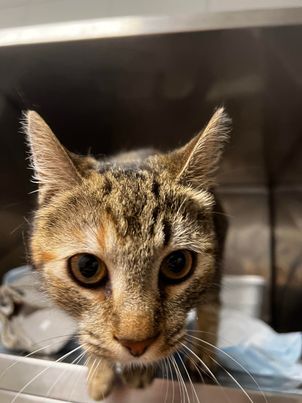 Olive, an adoptable Manx in Milledgeville, GA, 31061 | Photo Image 2