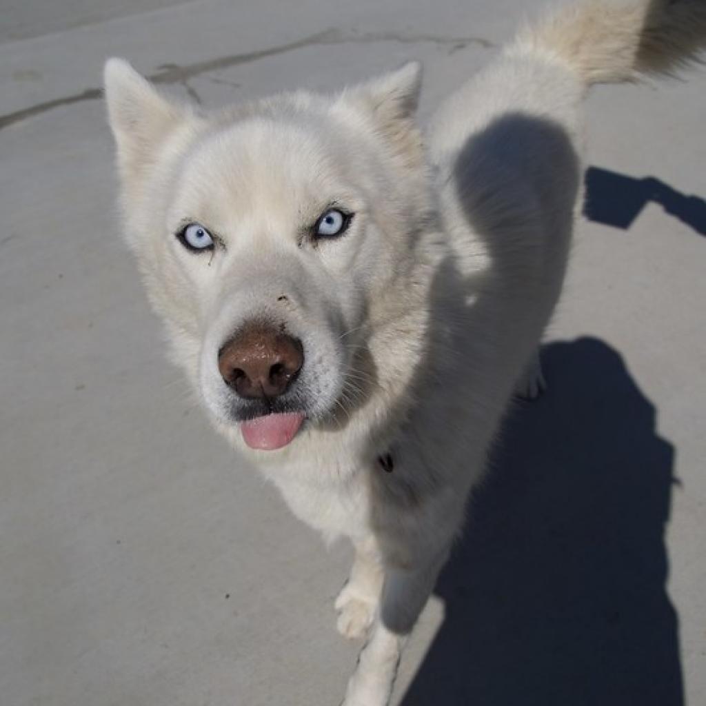 Ranger, an adoptable Siberian Husky in Eufaula, OK, 74432 | Photo Image 1