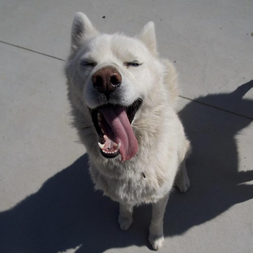 Ranger, an adoptable Siberian Husky in Eufaula, OK, 74432 | Photo Image 2