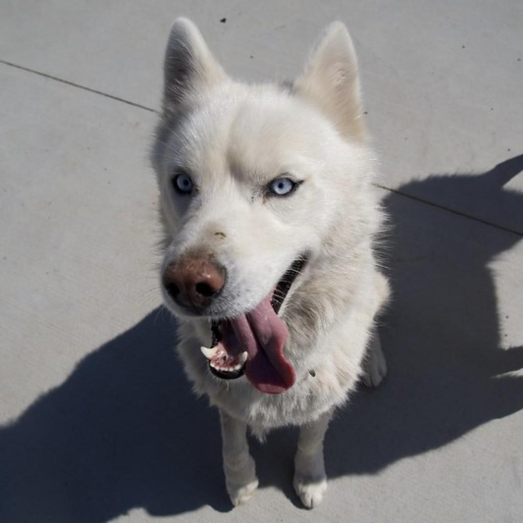 Ranger, an adoptable Siberian Husky in Eufaula, OK, 74432 | Photo Image 3