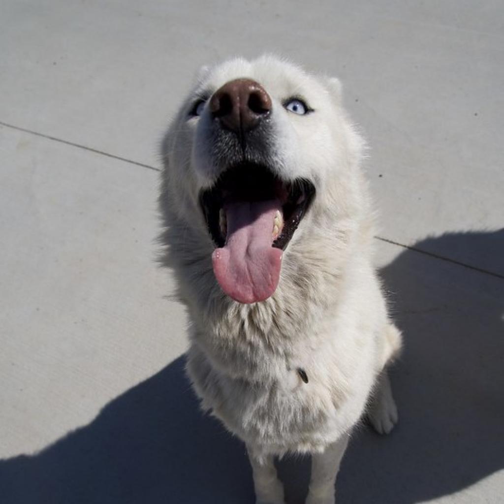 Ranger, an adoptable Siberian Husky in Eufaula, OK, 74432 | Photo Image 4