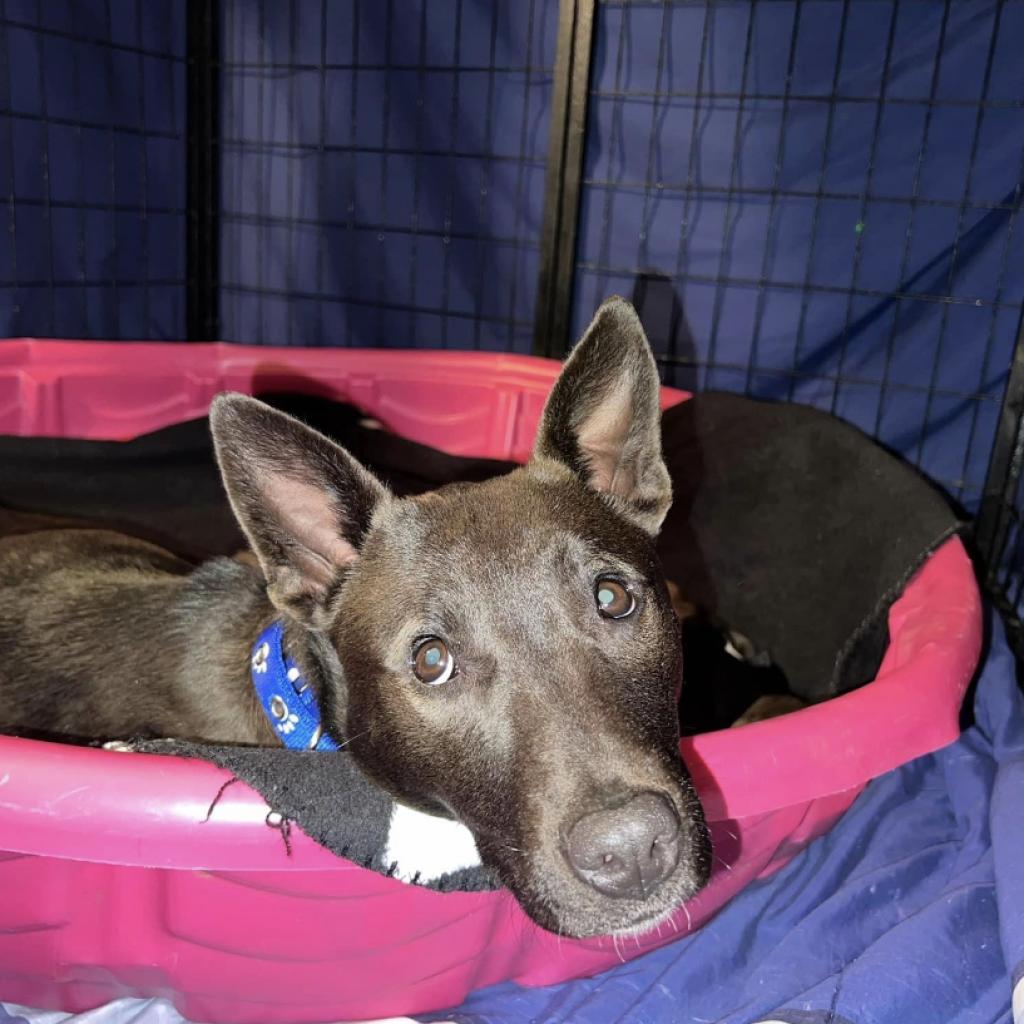 Mercedes, an adoptable Mixed Breed in Joliet, IL, 60436 | Photo Image 2