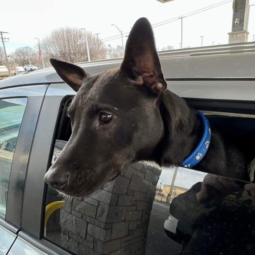 Mercedes, an adoptable Mixed Breed in Joliet, IL, 60436 | Photo Image 4