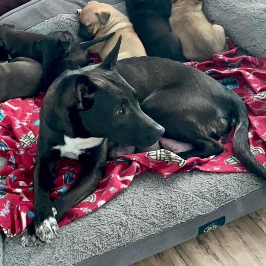 Mercedes, an adoptable Mixed Breed in Joliet, IL, 60436 | Photo Image 5