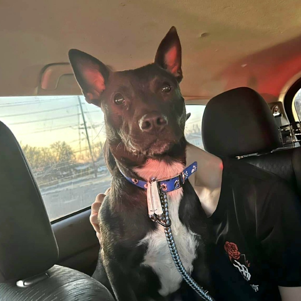 Mercedes, an adoptable Mixed Breed in Joliet, IL, 60436 | Photo Image 6