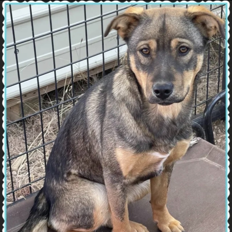 Dog for adoption - Bell , a Shepherd Mix in Canyon, TX | Petfinder