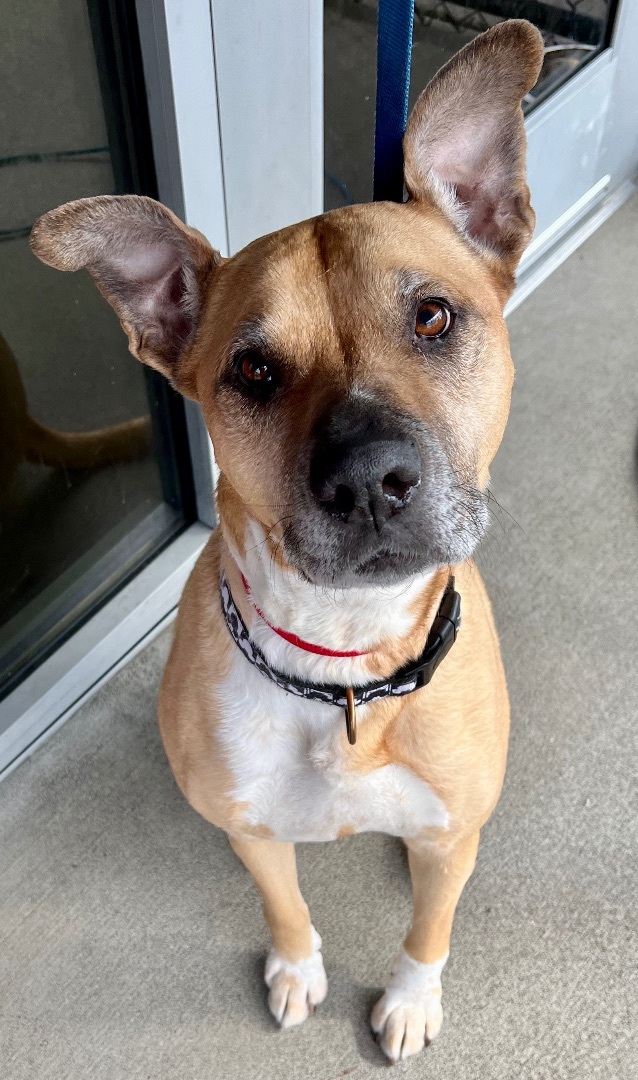 Penny, an adoptable Boxer in Silvana, WA, 98287 | Photo Image 2