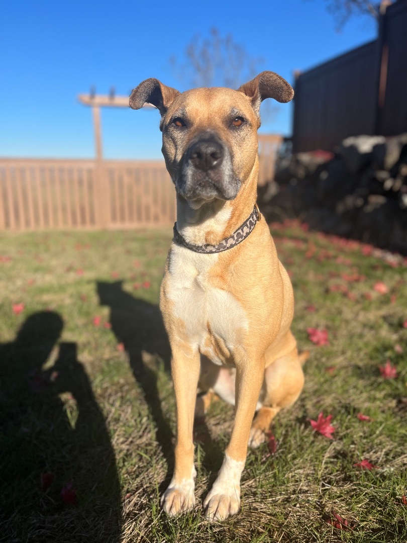 Penny, an adoptable Boxer in Silvana, WA, 98287 | Photo Image 1